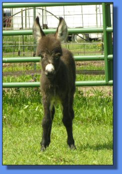 Ass-Pirin Acres Denzil