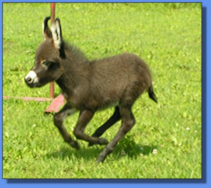 Ass-Pirin Acres Denzil