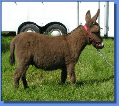 Ass-Pirin Acres Faulter Roy