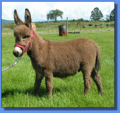 Ass-Pirin Acres Faulter Roy