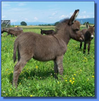 Ass-Pirin Acres Jack Daniels