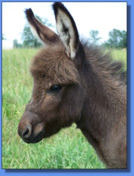 Ass-Pirin Acres Jack Daniels