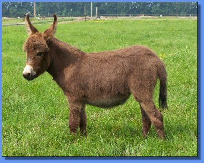 Ass-Pirin Acres Jaida