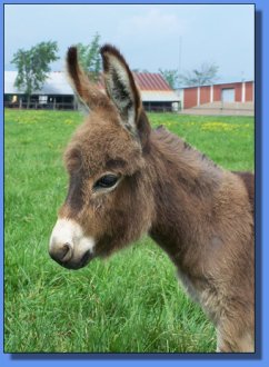 Ass-Pirin Acres Janiya