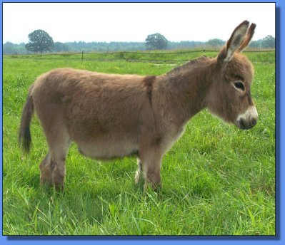 Ass-Pirin Acres Janiya