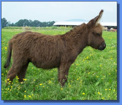 Ass-Pirin Acres Jazz Man