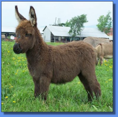 Ass-Pirin Acres Jazz Man