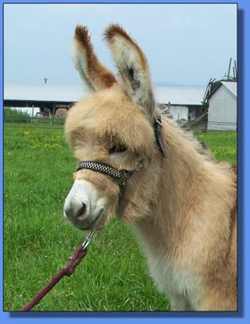 Ass-Pirin Acres Mitzie