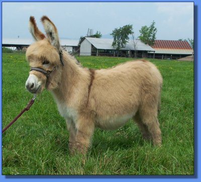 Ass-Pirin Acres Mitzie