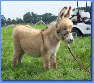 Ass-Pirin Acres Mitzie