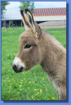 Ass-Pirin Acres Nick Nack