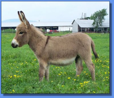 Ass-Pirin Acres Nick Nack