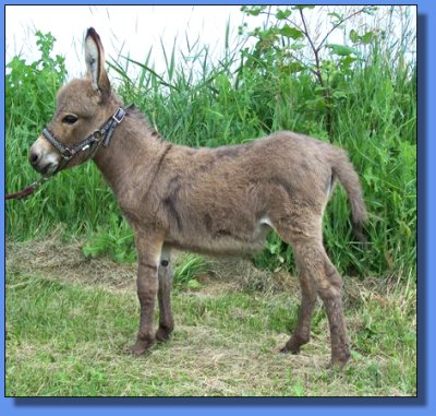 Ass-Pirin Acres Poppy