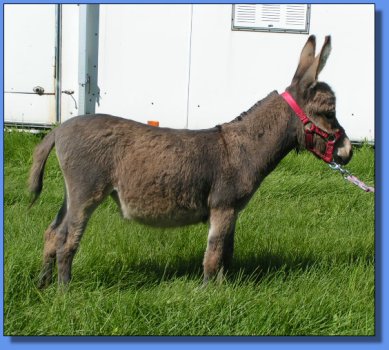 Ass-Pirin Acres Pot Luck