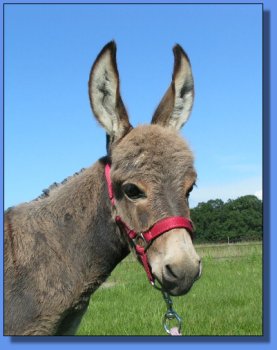 Ass-Pirin Acres Pot Luck