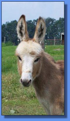 Ass-Pirin Acres Punkin Pie