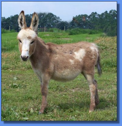 Ass-Pirin Acres Punkin Pie