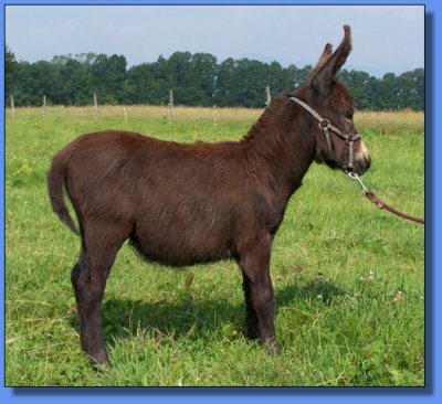 Ass-Pirin Acres Special Effects