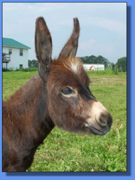 Ass-Pirin Acres Special Effects