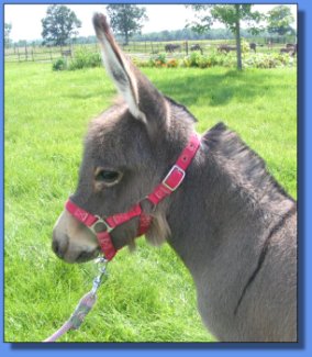 Ass-Pirin Acres Strawberry Shake