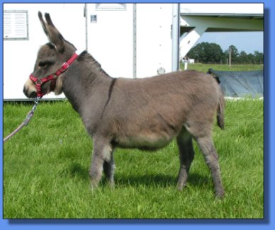 Ass-Pirin Acres Strawberry Shake