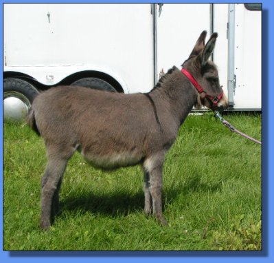 Ass-Pirin Acres Strawberry Shake