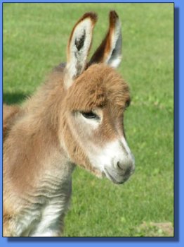 Ass-Pirin Acres Two-Riffic