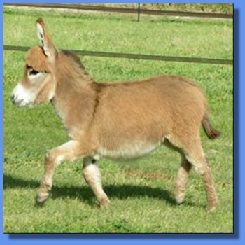 Ass-Pirin Acres Two-Riffic