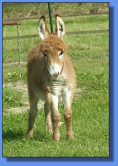 Ass-Pirin Acres Two-Riffic