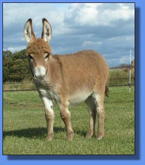 Ass-Pirin Acres Two-Riffic