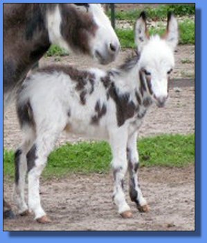 Ass-Pirin Acres Vashanti