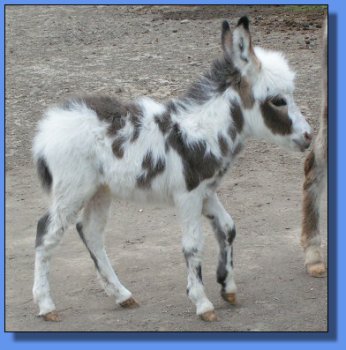 Ass-Pirin Acres Vashanti