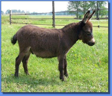 Ass-Pirin Acres Victor