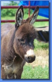 Ass-Pirin Acres Victor