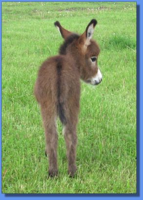 Ass-Pirin Acres Antoneos