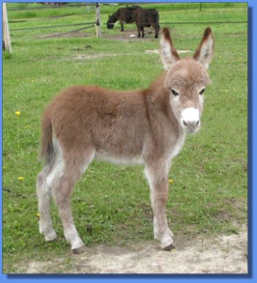 Ass-Pirin Acres Flame Dancer