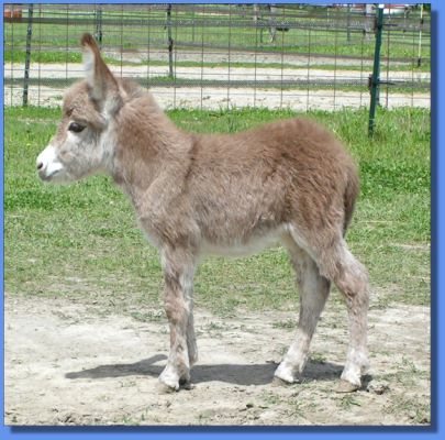 Ass-Pirin Acres Flame Dancer