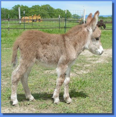 Ass-Pirin Acres Flame Dancer