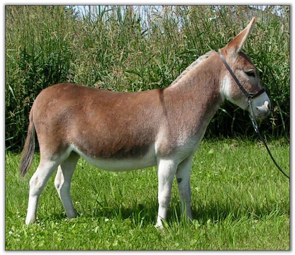 Ass-Pirin Acres Flame Dancer