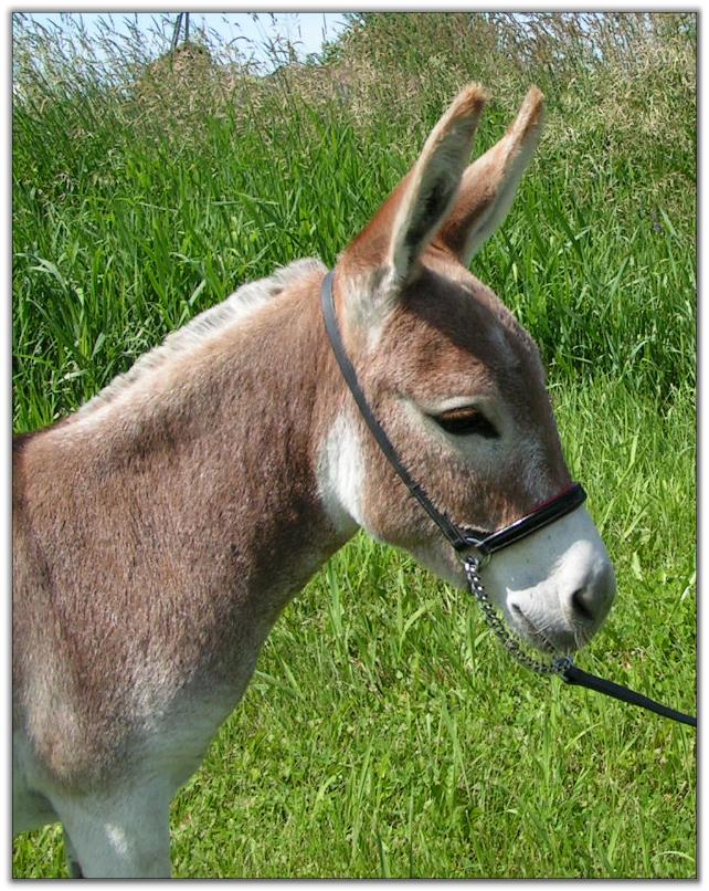 Ass-Pirin Acres Flame Dancer