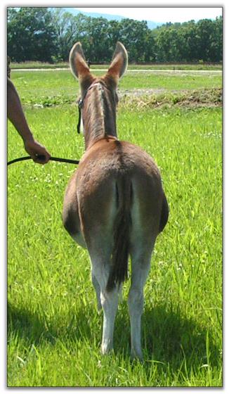 Ass-Pirin Acres Flame Dancer