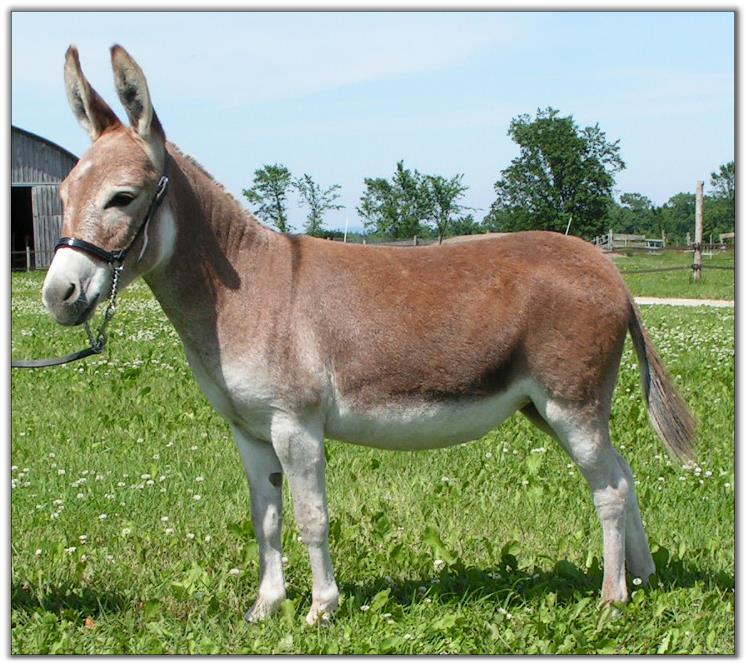 Ass-Pirin Acres Flame Dancer