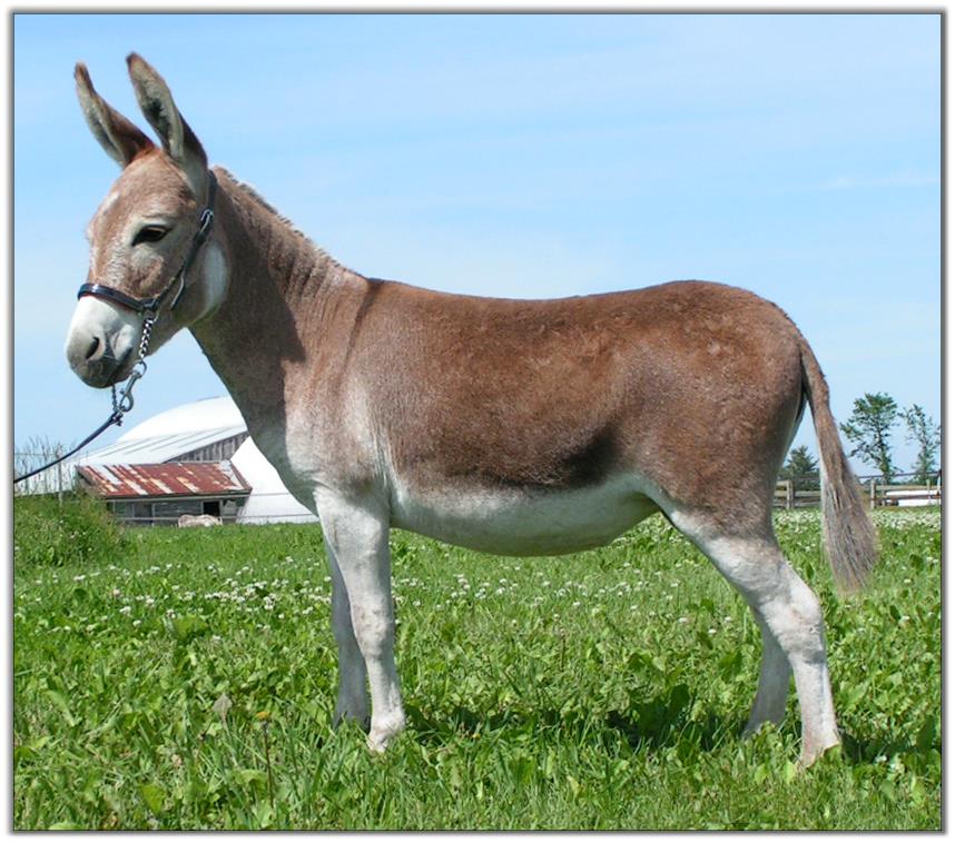 Ass-Pirin Acres Flame Dancer