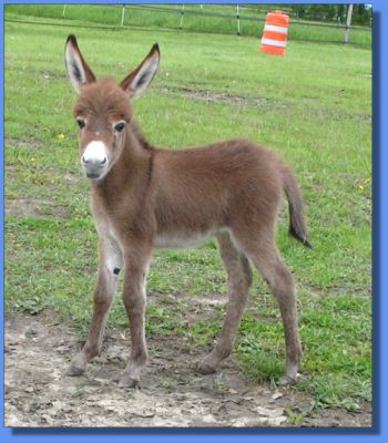 Ass-Pirin Acres Pala