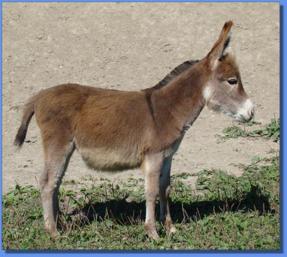 Ass-Pirin Acres Razzel Dazzel