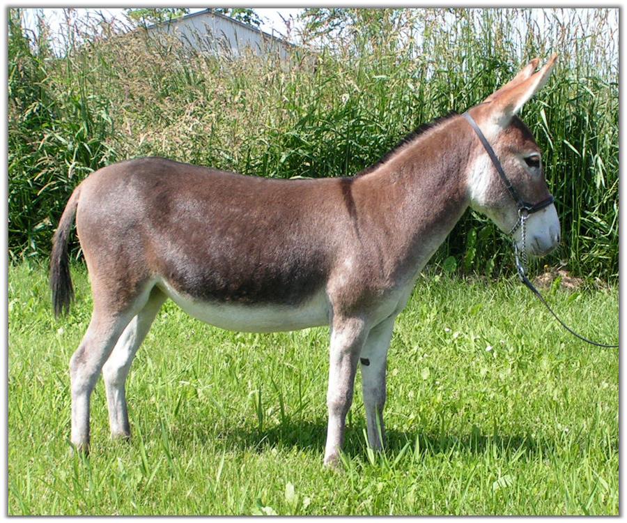 Ass-Pirin Acres Razzel Dazzel