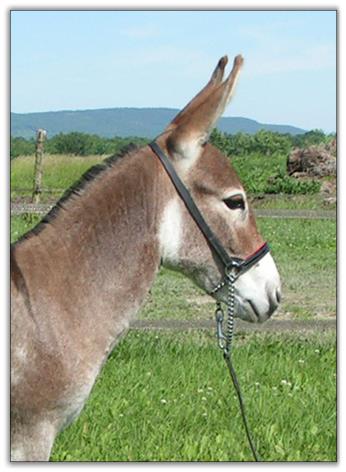 Ass-Pirin Acres Razzel Dazzel