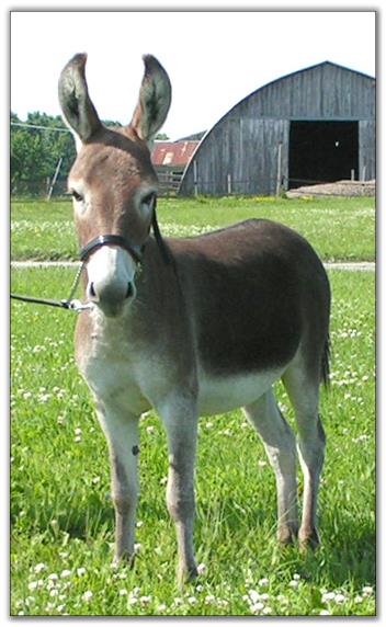 Ass-Pirin Acres Razzel Dazzel