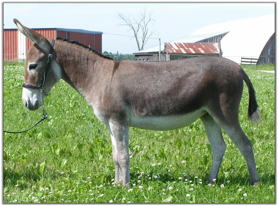 Ass-Pirin Acres Razzel Dazzel