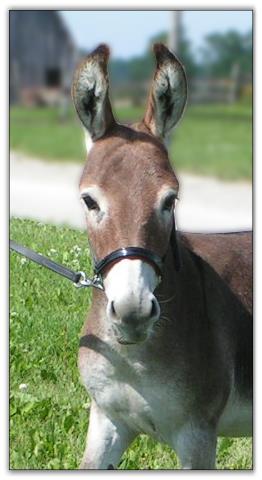 Ass-Pirin Acres Razzel Dazzel